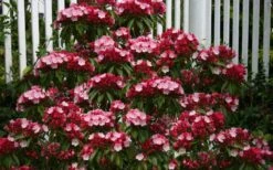 Olympic Fire Mountain Laurel (Kalmia Latifolia) - 3 Gallon Pot -Flowers World Shop kalmia latifolia olympic fire mountain laurel 8