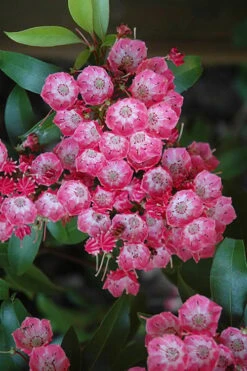 Pink Charm Mountain Laurel (Kalmia Latifolia) - 3 Gallon Pot -Flowers World Shop kalmia latifolia pink charm mountain laurel 1