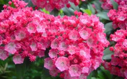 Pink Charm Mountain Laurel (Kalmia Latifolia) - 3 Gallon Pot -Flowers World Shop kalmia latifolia pink charm mountain laurel 4