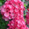 Pink Charm Mountain Laurel (Kalmia Latifolia) - 3 Gallon Pot -Flowers World Shop kalmia latifolia pink charm mountain laurel 5