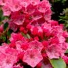 Raspberry Glow Mountain Laurel (Kalmia Latifolia) - 3 Gallon Pot -Flowers World Shop kalmia latifolia raspberry glow 1