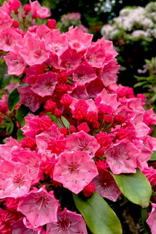 Raspberry Glow Mountain Laurel (Kalmia Latifolia) - 3 Gallon Pot 3 Raspberry Glow Mountain Laurel (Kalmia Latifolia) - 3 Gallon Pot