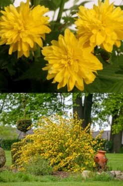 Japanese Marigold Bush - Kerria Japonica 'Pleniflora' - 3 Gallon Pot -Flowers World Shop kerria japonica plenaflora japanese rose 2 1 2