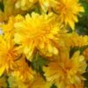 Japanese Marigold Bush (Kerria Japonica 'Pleniflora') - 5 Pack Of Quart Pots