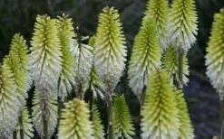 Lady Luck Kniphofia (Red Hot Poker) - 1 Gallon Pot -Flowers World Shop kniphofia lady luck 800x500 1