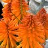 Poco Orange Red Hot Poker (Kniphofia) - 1 Gallon Pot -Flowers World Shop kniphofia poco orange red hot poker 1