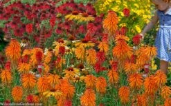 Poco Orange Red Hot Poker (Kniphofia) - 1 Gallon Pot -Flowers World Shop kniphofia poco orange red hot poker 7