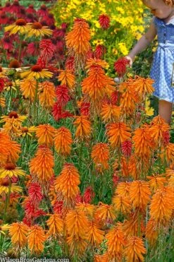 Poco Orange Red Hot Poker (Kniphofia) - 1 Gallon Pot -Flowers World Shop kniphofia poco orange red hot poker 9