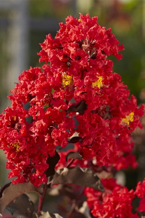Black Diamond Best Red Crape Myrtle (Single Trunk Tree) - 7 Gallon Pot 8 Black Diamond Best Red Crape Myrtle (Single Trunk Tree) - 7 Gallon Pot - Image 6