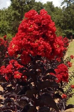 Black Diamond Best Red Crape Myrtle (Single Trunk Tree) - 7 Gallon Pot 11 Black Diamond Best Red Crape Myrtle (Single Trunk Tree) - 7 Gallon Pot -Flowers World Shop lagerstroemia black diamond best red crape myrtle tree 3 1