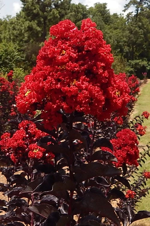 Black Diamond Best Red Crape Myrtle (Single Trunk Tree) - 7 Gallon Pot 6 Black Diamond Best Red Crape Myrtle (Single Trunk Tree) - 7 Gallon Pot - Image 4