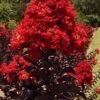 Black Diamond Best Red Crape Myrtle (Multi Trunk) - 3 Gallon Pot 2 Black Diamond Best Red Crape Myrtle (Multi Trunk) - 3 Gallon Pot -Flowers World Shop lagerstroemia black diamond best red crape myrtle tree 3