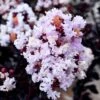 Ebony Glow Crape Myrtle - 3 Gallon Pot -Flowers World Shop lagerstroemia ebony glow crape myrtle 1