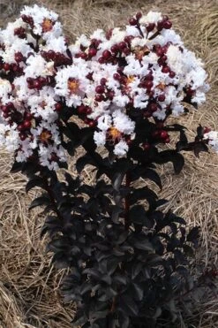 Ebony Glow Crape Myrtle - 3 Gallon Pot 11 Ebony Glow Crape Myrtle - 3 Gallon Pot -Flowers World Shop lagerstroemia ebony glow crape myrtle 2