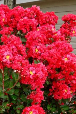 Enduring Summer Red Crape Myrtle Tree (Single Trunk) - 7 Gallon Pot -Flowers World Shop lagerstroemia enduring summer red crape myrtle single trunk tree 1