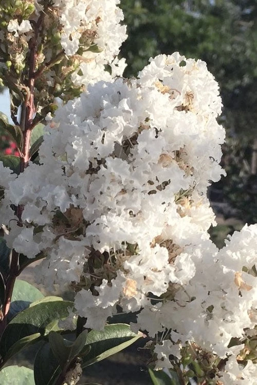 Enduring Summer 'White' Crape Myrtle - 3 Gallon Pot 7 Enduring Summer 'White' Crape Myrtle - 3 Gallon Pot - Image 5