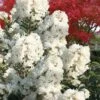 Enduring Summer 'White' Crape Myrtle - 3 Gallon Pot -Flowers World Shop lagerstroemia enduring summer white dwarf crape20myrtle 3