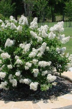Enduring Summer 'White' Crape Myrtle - 3 Gallon Pot 10 Enduring Summer 'White' Crape Myrtle - 3 Gallon Pot -Flowers World Shop lagerstroemia enduring summer white dwarf crape20myrtle 4