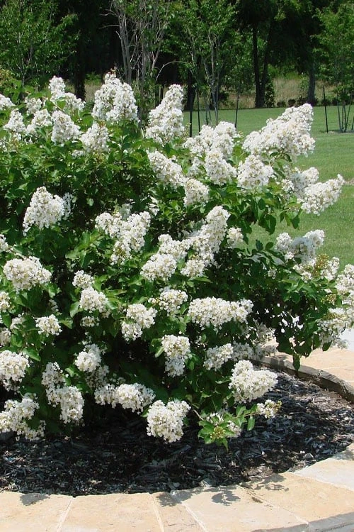 Enduring Summer 'White' Crape Myrtle - 3 Gallon Pot 6 Enduring Summer 'White' Crape Myrtle - 3 Gallon Pot - Image 4
