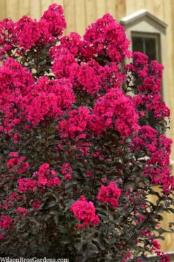 Black Diamond 'Mystic Magenta' Crape Myrtle - 7 Gallon Pot -Flowers World Shop lagerstroemia indica black diamond mystic magenta crape myrtle 1 1