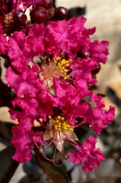Black Diamond 'Mystic Magenta' Crape Myrtle - 7 Gallon Pot -Flowers World Shop lagerstroemia indica black diamond mystic magenta crape myrtle 3 1