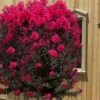 Black Diamond 'Mystic Magenta' Crape Myrtle - 7 Gallon Pot -Flowers World Shop lagerstroemia indica black diamond mystic magenta crape myrtle 6 1
