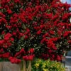 Dynamite Red Crape Myrtle - 7 Gallon Pot (3-4') -Flowers World Shop lagerstroemia indica dynamite 201 1