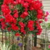 Enduring Summer Red Crape Myrtle Tree (Single Trunk) - 7 Gallon Pot 1 Enduring Summer Red Crape Myrtle Tree (Single Trunk) - 7 Gallon Pot -Flowers World Shop lagerstroemia indica enduring summer red crape myrtle single trunk tree 103