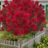 Miss Frances Red Crape Myrtle (Single Trunk Topiary Tree) - 5 Gallon Pot 1 Miss Frances Red Crape Myrtle (Single Trunk Topiary Tree) - 5 Gallon Pot -Flowers World Shop lagerstroemia indica miss frances standard single trunk