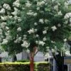 Natchez White Crape Myrtle Tree (Single Trunk) - 5 Gallon Pot -Flowers World Shop lagerstroemia indica natchez crape myrtle standard single trunk 2