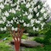 Natchez White Crape Myrtle (Multi Trunk) - 7 Gallon Pot (4-5') -Flowers World Shop lagerstroemia indica natchez crape20myrtle tree 50