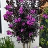 Black Diamond 'Purely Purple' Crape Myrtle - 3 Gallon Pot 2 Black Diamond 'Purely Purple' Crape Myrtle - 3 Gallon Pot -Flowers World Shop lagerstroemia indica purely purple black diamond crape myrtle 2 1