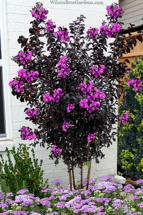 Black Diamond 'Purely Purple' Crape Myrtle - 2 Gallon Pot 3 Black Diamond 'Purely Purple' Crape Myrtle - 2 Gallon Pot