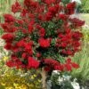 Red Rooster Crape Myrtle Tree (Single Trunk) - 3 Gallon Pot 2 Red Rooster Crape Myrtle Tree (Single Trunk) - 3 Gallon Pot -Flowers World Shop lagerstroemia indica red rooster crape myrtle single trunk tree 1