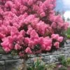 Sioux Pink Crape Myrtle Tree (Single Trunk) - 5 Gallon Pot -Flowers World Shop lagerstroemia indica sioux crape myrtle standard single trunk 1