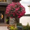 Tonto Red Crape Myrtle - Single Trunk Topiary Tree - 5 Gallon Pot 2 Tonto Red Crape Myrtle - Single Trunk Topiary Tree - 5 Gallon Pot -Flowers World Shop lagerstroemia indica tonto crape myrtle tree form standard 2
