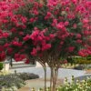 Tuscarora Watermelon Red Crape Myrtle - 6 Pack Of 1 Gallon Pots