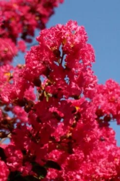 Tuskegee Crape Myrtle - 6 Pack Of 1 Gallon Pots -Flowers World Shop lagerstroemia indica tuskeegee crape myrtle tree 1 1