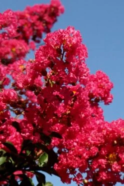 Tuskegee Crape Myrtle - 6 Pack Of 1 Gallon Pots -Flowers World Shop lagerstroemia indica tuskeegee crape myrtle tree 2 1
