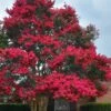 Tuskegee Crape Myrtle - 6 Pack Of 1 Gallon Pots -Flowers World Shop lagerstroemia indica tuskeegee crape myrtle tree 3 1