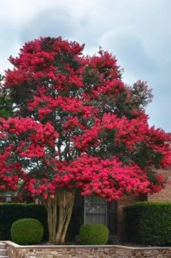 Tuskegee Crape Myrtle - 1 Gallon Pot