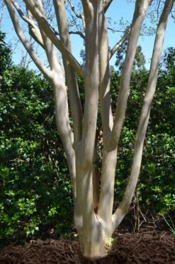 Tuskegee Crape Myrtle - 6 Pack Of 1 Gallon Pots -Flowers World Shop lagerstroemia indica tuskeegee crape myrtle tree 5 1