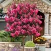 Twilight Magic Crape Myrtle Tree (Single Trunk) - 5 Gallon Pot 2 Twilight Magic Crape Myrtle Tree (Single Trunk) - 5 Gallon Pot -Flowers World Shop lagerstroemia indica twilight magic crape myrtle single trunk 3