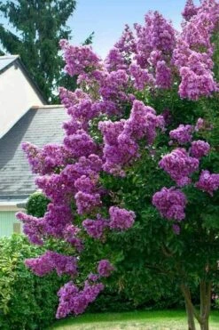 Twilight Purple Crape Myrtle (Single Trunk Tree) - 3 Gallon Pot -Flowers World Shop lagerstroemia indica twilight purple crape myrtle tree 1 1
