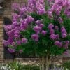 Twilight Purple Crape Myrtle - 7 Gallon Pot (4-5')