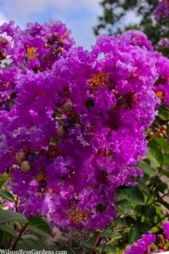 Twilight Purple Crape Myrtle - 1 Gallon Pot -Flowers World Shop lagerstroemia indica twilight purple crape myrtle tree 103 5