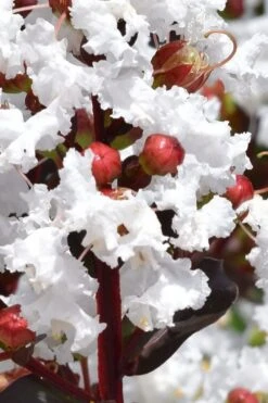 Lunar Magic Crape Myrtle Tree (Single Trunk) - 7 Gallon Pot (5-6') 10 Lunar Magic Crape Myrtle Tree (Single Trunk) - 7 Gallon Pot (5-6') -Flowers World Shop lagerstroemia lunar magic single trunk white crape myrtle tree 2