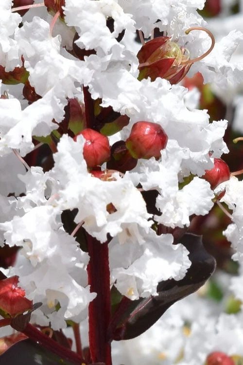 Lunar Magic Crape Myrtle Tree (Single Trunk) - 7 Gallon Pot (5-6') 6 Lunar Magic Crape Myrtle Tree (Single Trunk) - 7 Gallon Pot (5-6') - Image 4