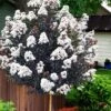 Lunar Magic Crape Myrtle Tree (Single Trunk) - 7 Gallon Pot (5-6') -Flowers World Shop lagerstroemia lunar magic single trunk white crape myrtle tree 5