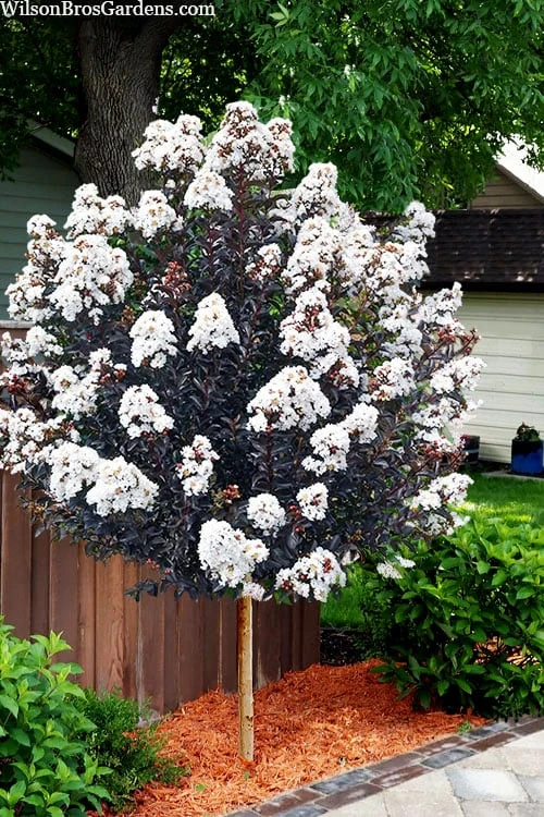Lunar Magic Crape Myrtle Tree (Single Trunk) - 7 Gallon Pot (5-6') 3 Lunar Magic Crape Myrtle Tree (Single Trunk) - 7 Gallon Pot (5-6')